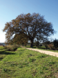 quercia_001